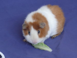 Guinea eating Romaine lettuce