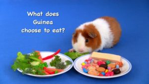 Guinea has a choice between veggies and sweets