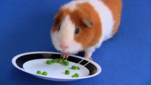 Guinea with his paw on plate of peas looking cute!