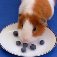 Guinea about to get blueberry