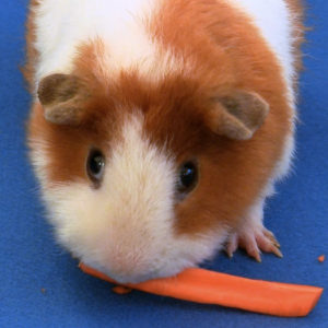 Guinea chomping on a carrot
