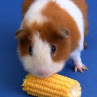 Guinea with an ear of corn