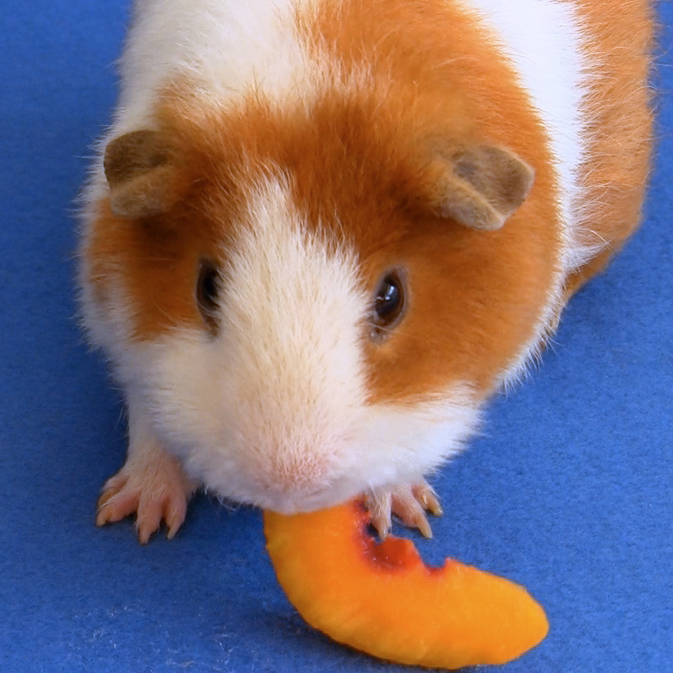 Guinea with a peach slice