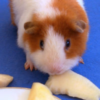 Guinea with pear