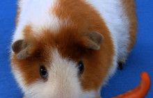 Guinea with slice of red pepper
