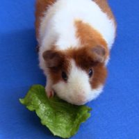 Guinea uses paw to hold his Romaine lettuce leaf