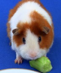 Guinea standing by cucumber