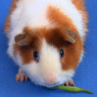 Guinea with green bean