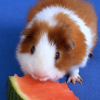 Guinea eating watermelon!