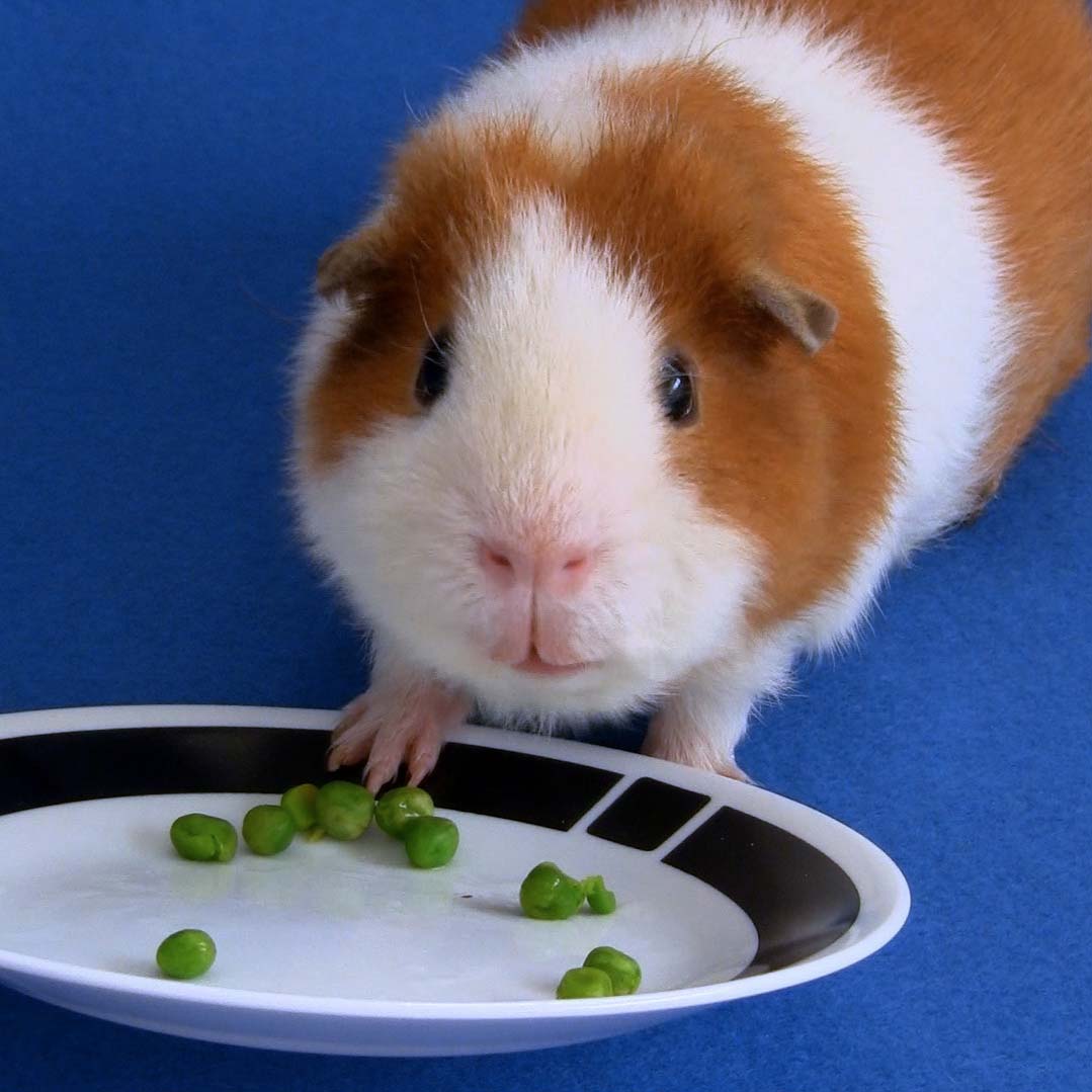 Peas guinea clearance pigs